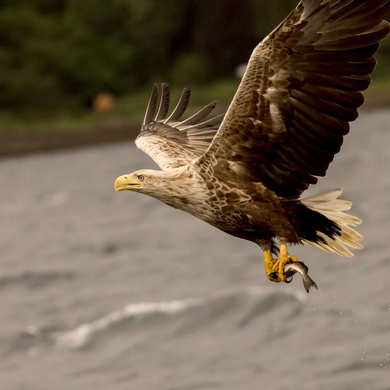 A white-tailed sea eagle in flight low over the fjord, a fish in its talons